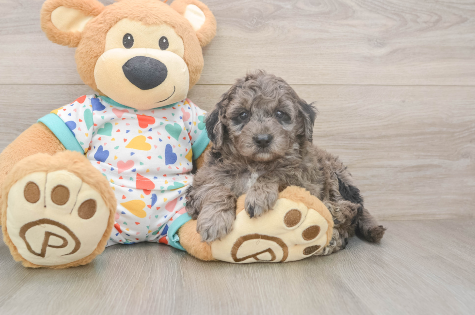 5 week old Mini Goldendoodle Puppy For Sale - Florida Fur Babies