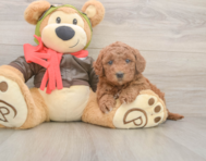 5 week old Mini Goldendoodle Puppy For Sale - Florida Fur Babies