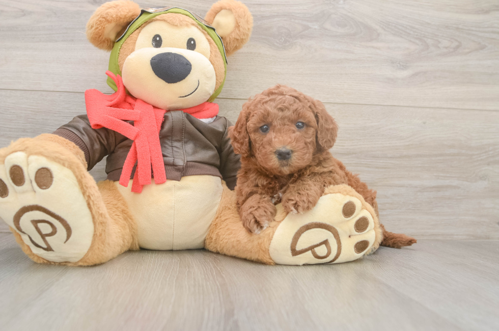 5 week old Mini Goldendoodle Puppy For Sale - Florida Fur Babies