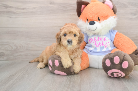 Energetic Golden Doodle Poodle Mix Puppy