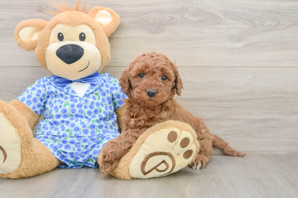 Popular Mini Goldendoodle Poodle Mix Pup