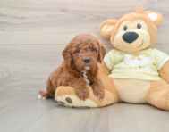 6 week old Mini Goldendoodle Puppy For Sale - Florida Fur Babies