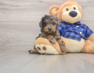 8 week old Mini Goldendoodle Puppy For Sale - Florida Fur Babies