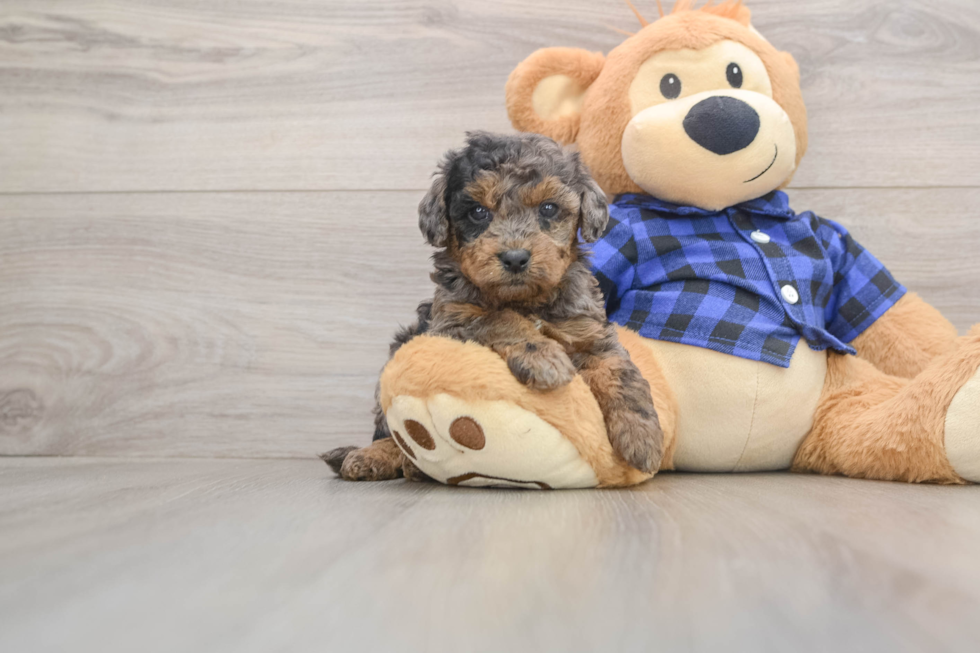 Smart Mini Goldendoodle Poodle Mix Pup