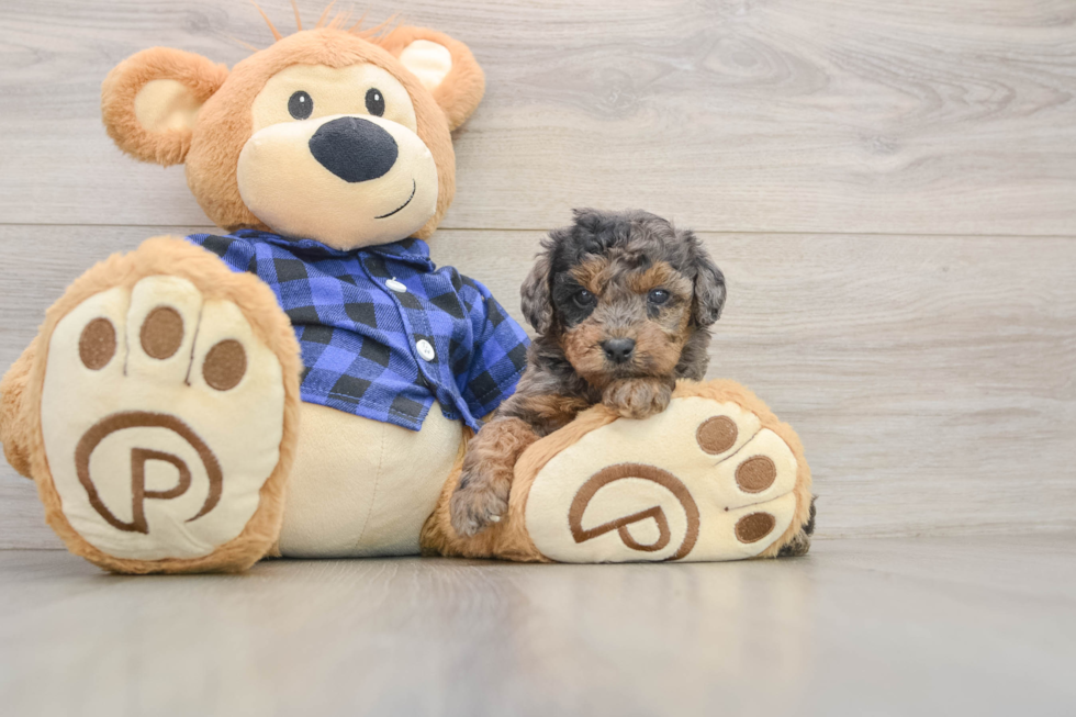 Best Mini Goldendoodle Baby