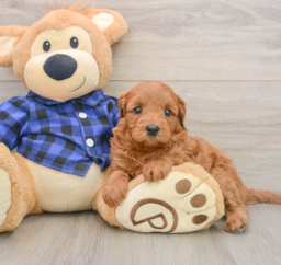 7 week old Mini Goldendoodle Puppy For Sale - Florida Fur Babies