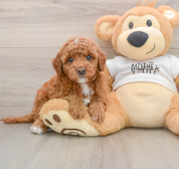 6 week old Mini Goldendoodle Puppy For Sale - Florida Fur Babies