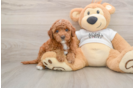 Mini Goldendoodle Pup Being Cute