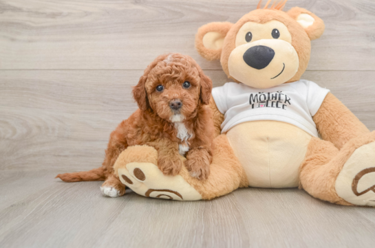 Mini Goldendoodle Pup Being Cute