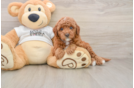 Mini Goldendoodle Puppy for Adoption