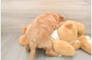 Mini Goldendoodle Puppy for Adoption