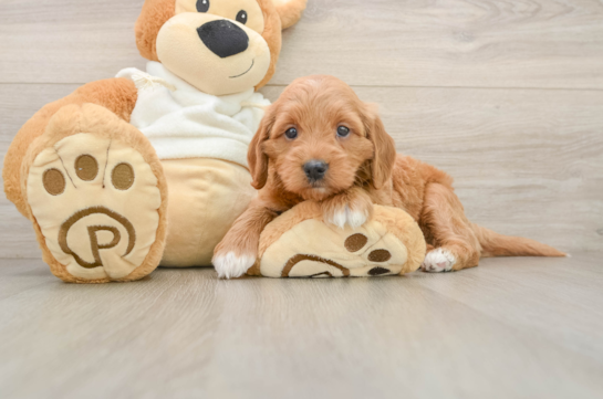 Playful Mini Groodle Poodle Mix Puppy