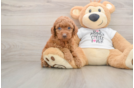 Adorable Golden Retriever Poodle Mix Poodle Mix Puppy