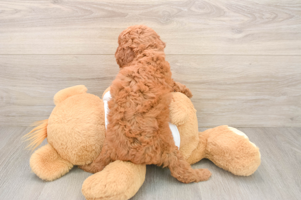 Friendly Mini Goldendoodle Baby
