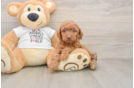 Petite Mini Goldendoodle Poodle Mix Pup