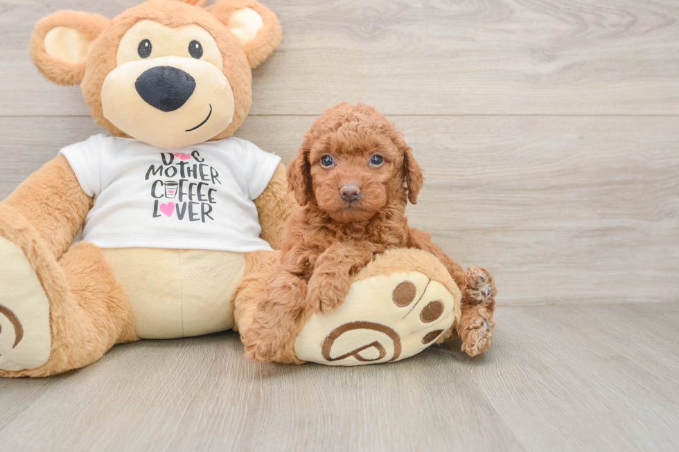 Petite Mini Goldendoodle Poodle Mix Pup