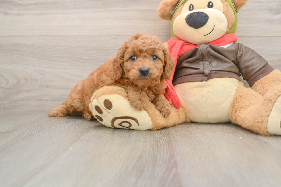 Energetic Golden Doodle Poodle Mix Puppy
