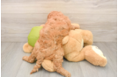 Sweet Mini Goldendoodle Baby