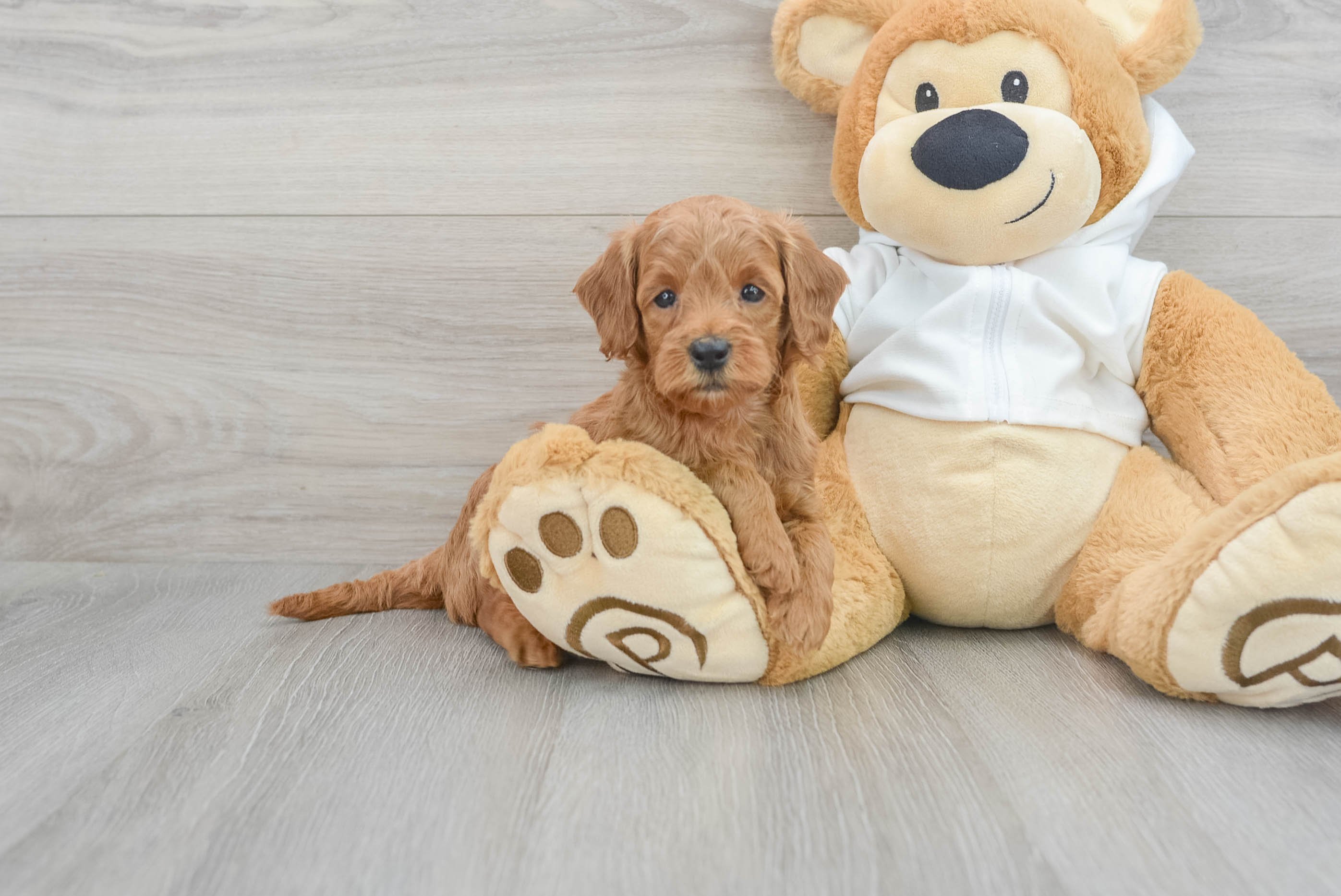 Teddy bear doodle clearance puppies