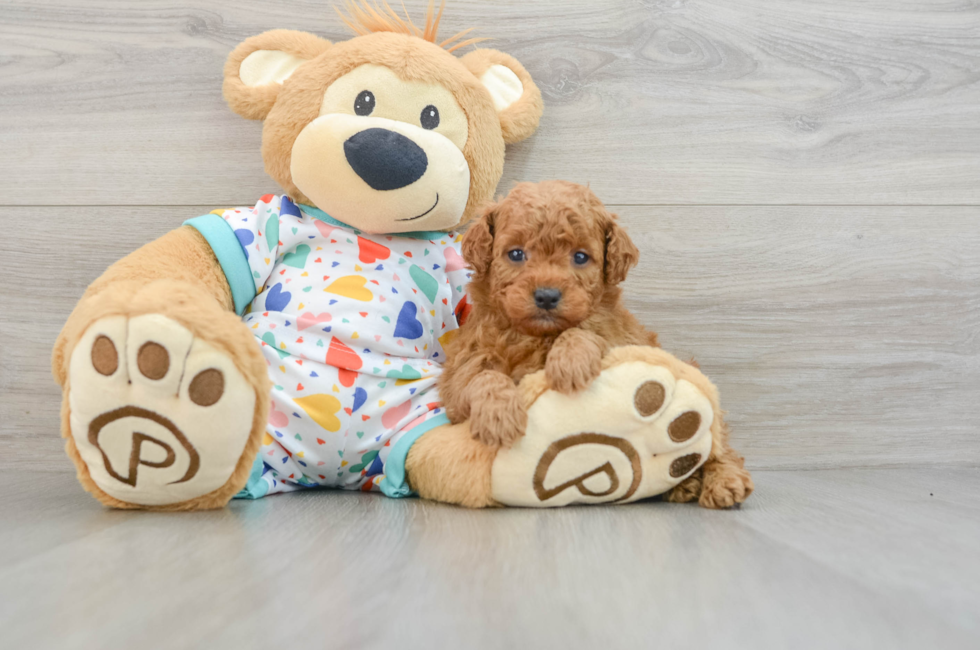 8 week old Mini Goldendoodle Puppy For Sale - Florida Fur Babies