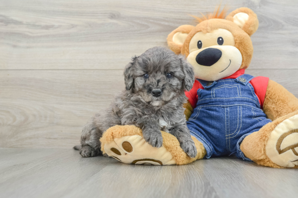 6 week old Mini Goldendoodle Puppy For Sale - Florida Fur Babies