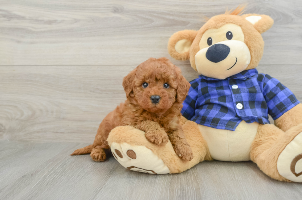 5 week old Mini Goldendoodle Puppy For Sale - Florida Fur Babies