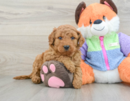 7 week old Mini Goldendoodle Puppy For Sale - Florida Fur Babies