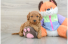 Mini Goldendoodle Puppy for Adoption