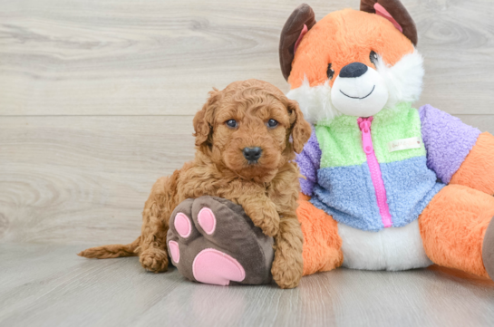 Mini Goldendoodle Puppy for Adoption