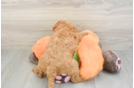 Mini Goldendoodle Puppy for Adoption
