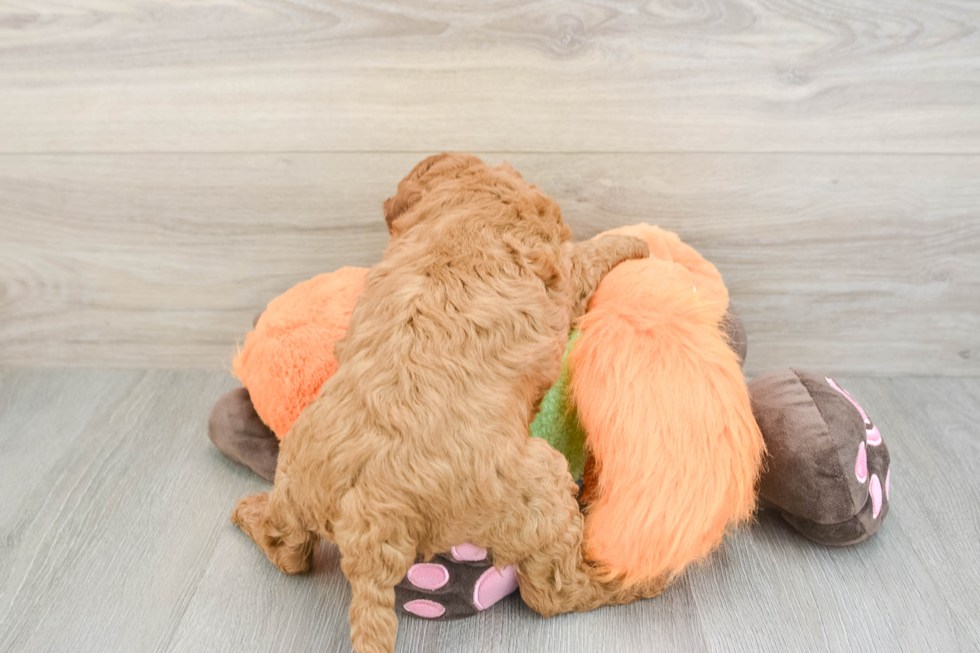 Mini Goldendoodle Puppy for Adoption