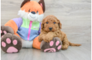 Funny Mini Goldendoodle Poodle Mix Pup