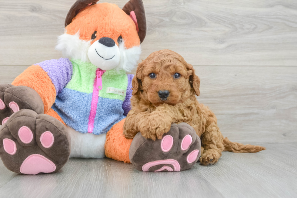 Funny Mini Goldendoodle Poodle Mix Pup