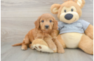 Smart Mini Goldendoodle Poodle Mix Pup