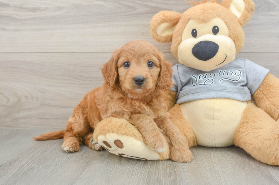 6 week old Mini Goldendoodle Puppy For Sale - Florida Fur Babies