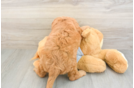 Mini Goldendoodle Pup Being Cute