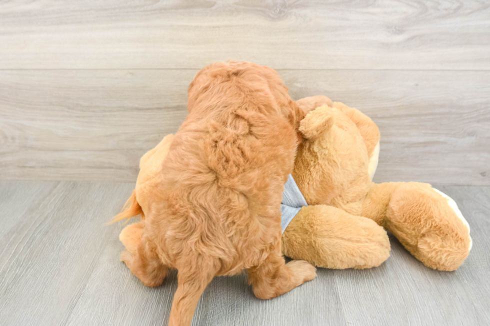 Mini Goldendoodle Pup Being Cute