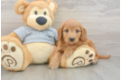 Mini Goldendoodle Puppy for Adoption