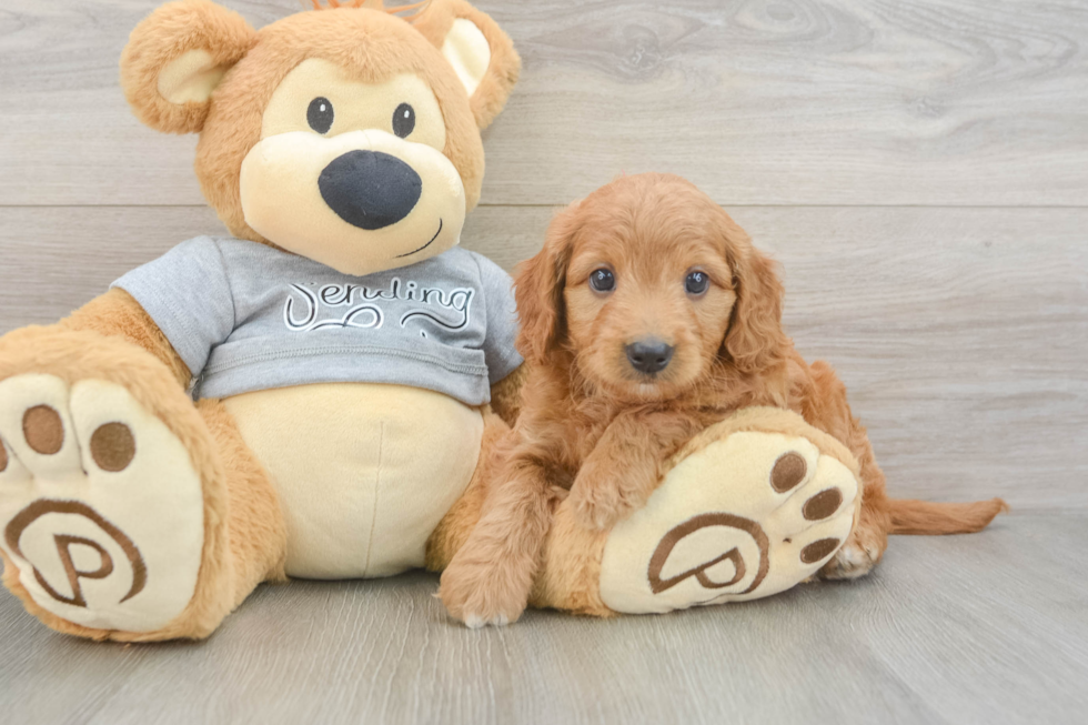 Mini Goldendoodle Puppy for Adoption