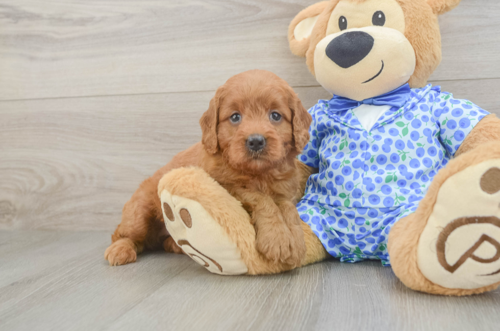 5 week old Mini Goldendoodle Puppy For Sale - Florida Fur Babies