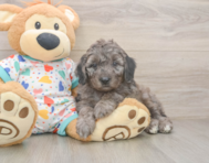 6 week old Mini Goldendoodle Puppy For Sale - Florida Fur Babies