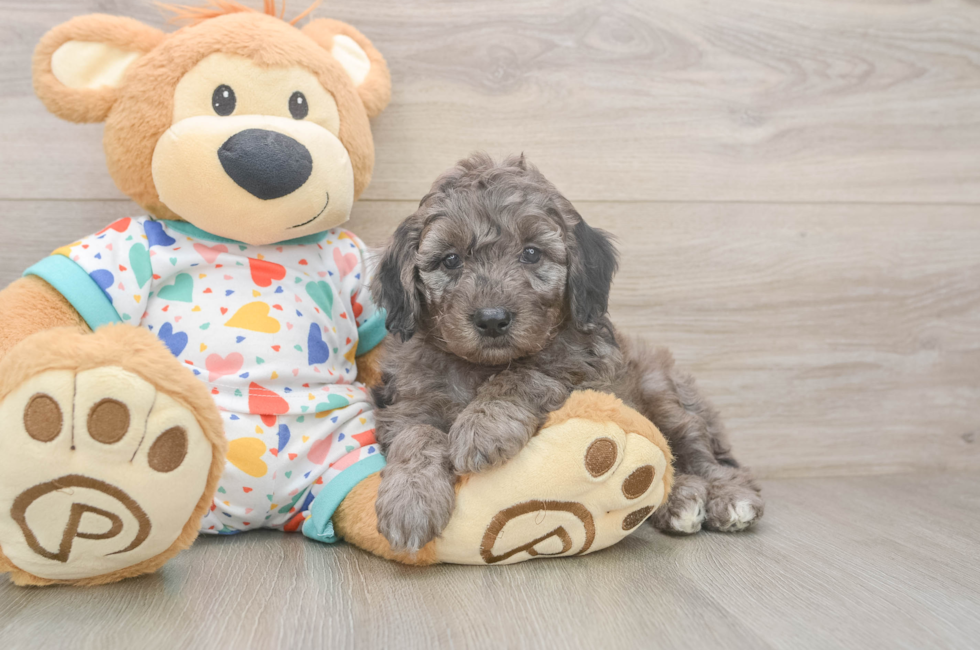 5 week old Mini Goldendoodle Puppy For Sale - Florida Fur Babies