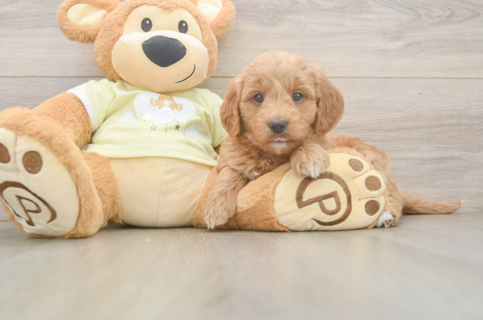 6 week old Mini Goldendoodle Puppy For Sale - Florida Fur Babies