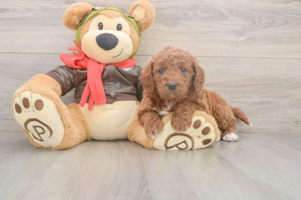 5 week old Mini Goldendoodle Puppy For Sale - Florida Fur Babies