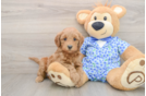 Mini Goldendoodle Pup Being Cute