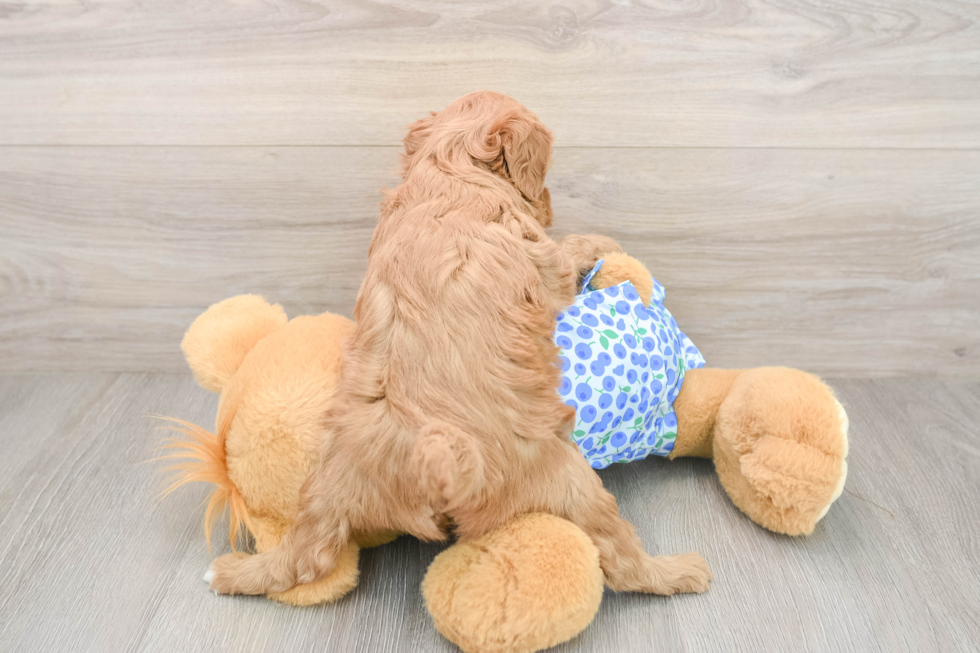 Best Mini Goldendoodle Baby