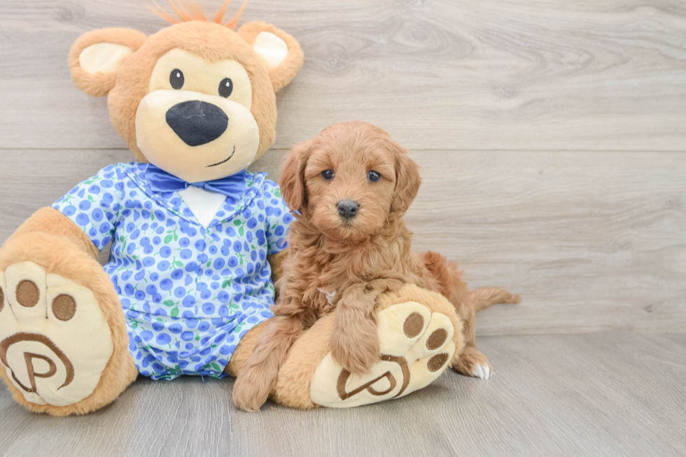 Small Mini Goldendoodle Baby