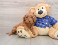 7 week old Mini Goldendoodle Puppy For Sale - Florida Fur Babies