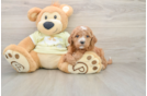 Best Mini Goldendoodle Baby