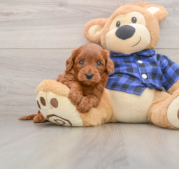 7 week old Mini Goldendoodle Puppy For Sale - Florida Fur Babies